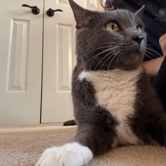 emotional availablity