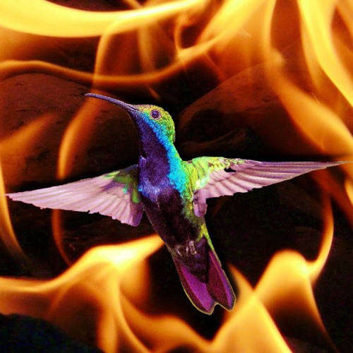 #6 - momo erzählt - Das Feuer und der Kolibri