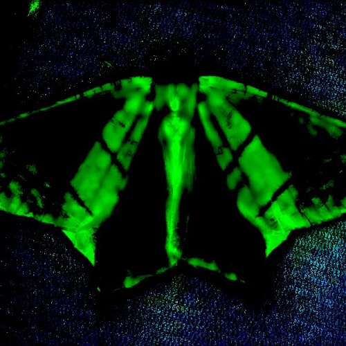 Ourapteryx sambucaria