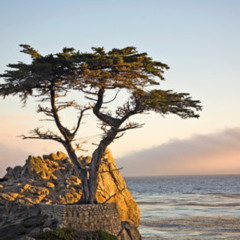 Cypress