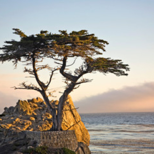 Cypress