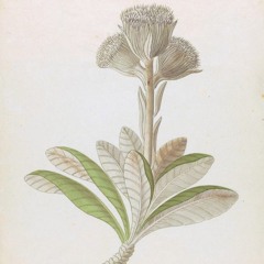 HK_Fantaisies_tracks_257