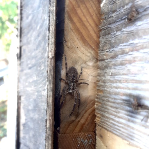 LaTT & Damage Circuits - Arachnosferatu (T.B.D)