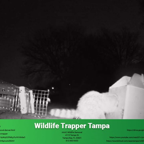 Wildlife Removal Tampa