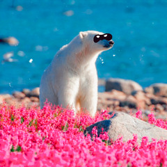 Indie Rock X Summer Vibes X Dominic Fike Type Beat 2025 - “POLAR BEAR SUMMER”