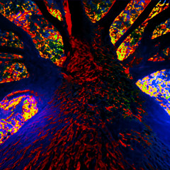 Ficus- Santiago albarracin