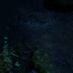 the birds in the forest were dying- the child was flying in their dreams