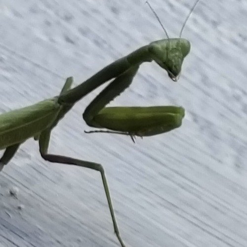 Mantis (instrumental)