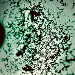 Incredibly Ruthless: Every Body - The Consequences // Intro