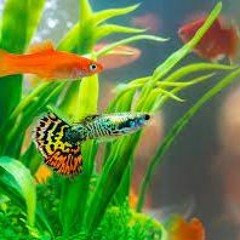 grady's aquarium