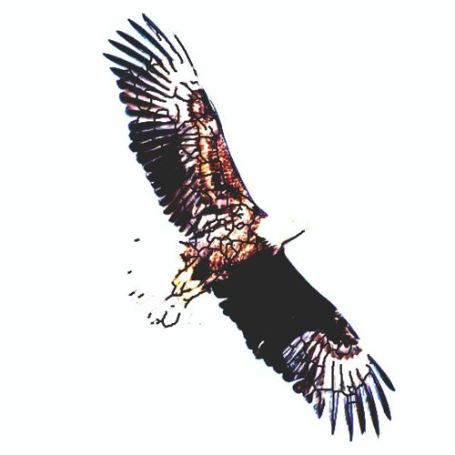 EAGLE IN FLIGHT
