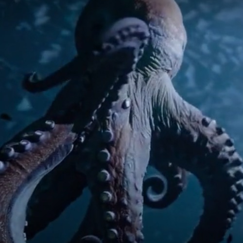 Octopus