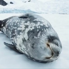 Weddell Seal Sleep Song (Club Mix)
