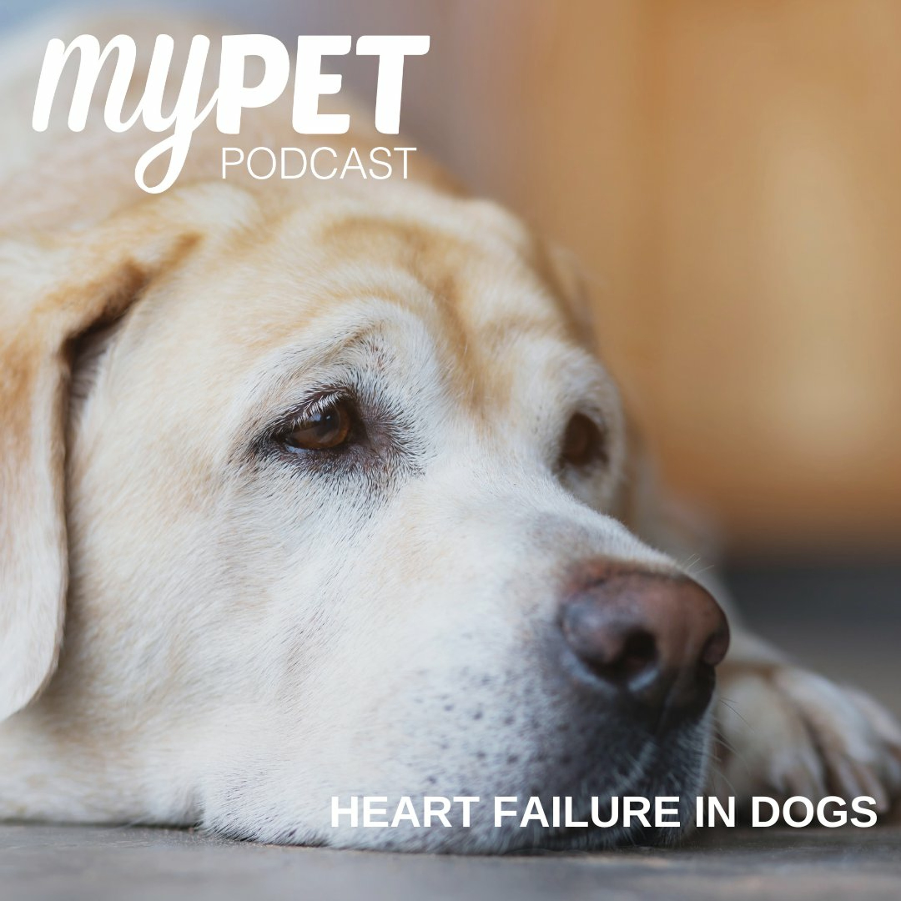 Heart Failure In Dogs episode artwork