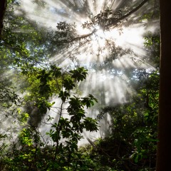 ACID In The Amazon