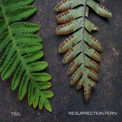 Resurrection fern (in the style of Iron and Wine)
