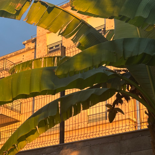 Bedjine x Joé Dwèt Filé _tu vas me manquer