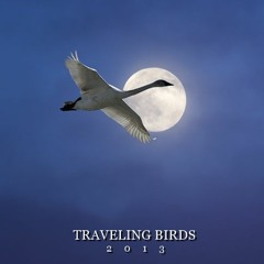 Traveling birds 2013 - 2023