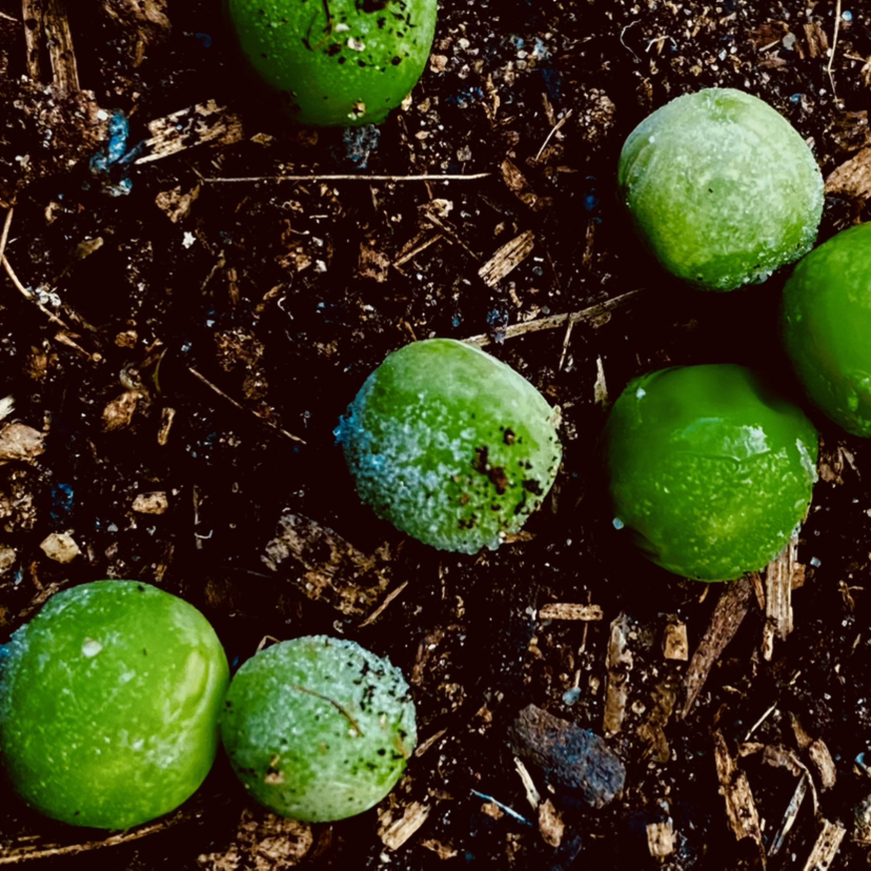 Peas On Earth 1 episode artwork