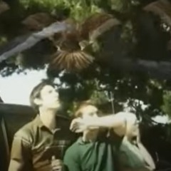 Birdemic Remix