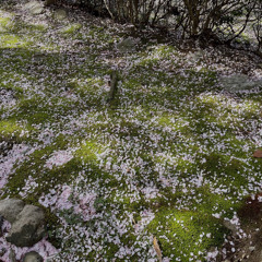 김광석 - 그녀가 처음 울던날(cover)