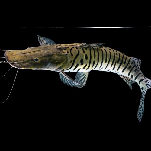 Stream ¡Celebremos la biodiversidad! Bagre rayado, otro habitante del ...