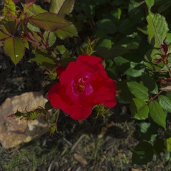 Save This Sh!t (Prod. Scarim)