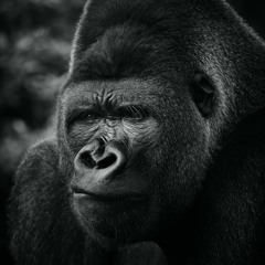 The Gorilla