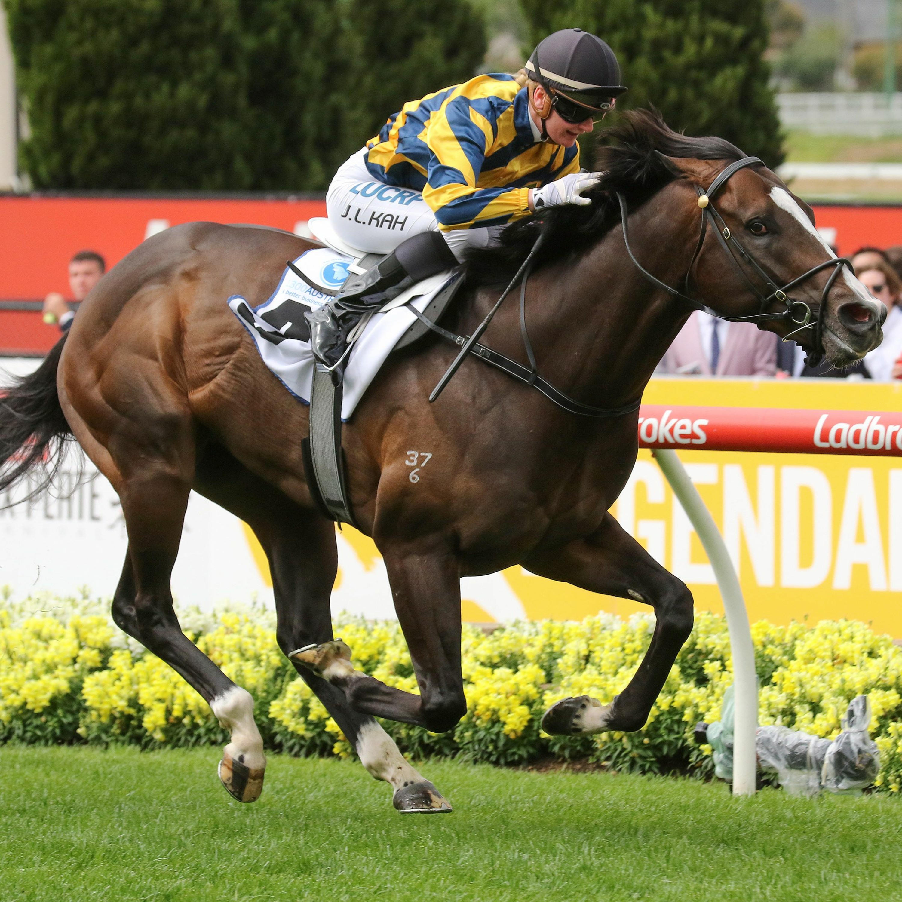 Anzac Stakes Day Punting Preview