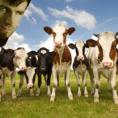 Rob Swire Tells His Cows To STFU