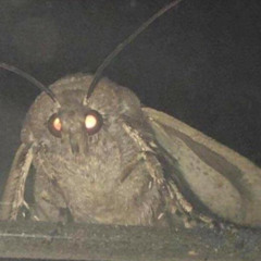 LÄMP #JerseyClub