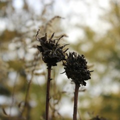 Because (The Beatles Cover)