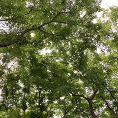 Soundscapes Journal 5 May 2025