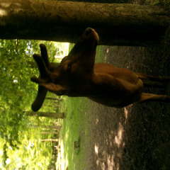 ik wilde beetje met echos werken