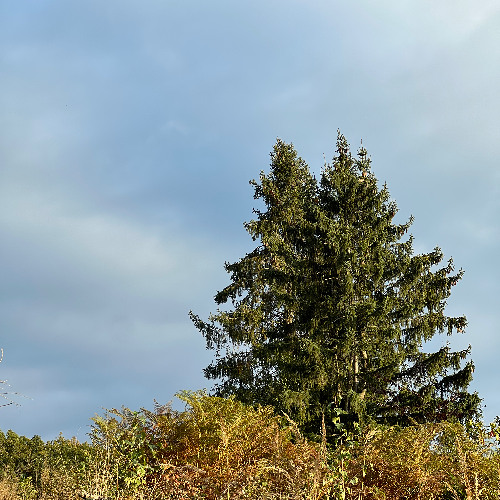 ThatsStringBoombapBetaVersion