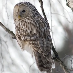 Female Ural Owl somewhat annoyed