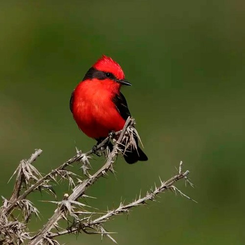 Churrinche (Pyrocephalus rubinus) en el Marquesado - Buenos Aires, Argentina