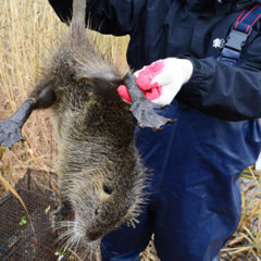 쥐(정원대, 김상우 )