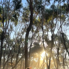 Rainbow Serpent 2020 Application B