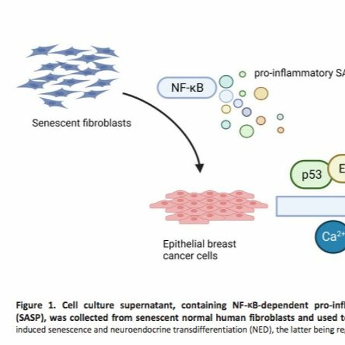 The Senescence-Associated Secretory Phenotype Induces Neuroendocrine Transdifferentiation