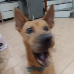 Cho Anh Muon Zong` Tay