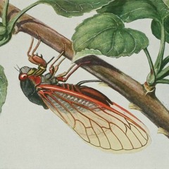 Geode - Intrepid Cicada