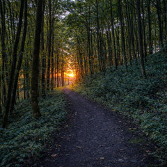 A Walk In The Woods (Sunset Mix)