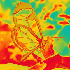 steps of a butterfly
