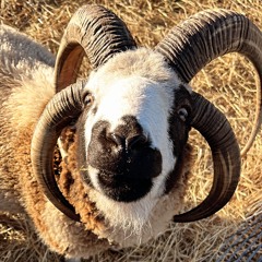 Bulletproof Trip X Ye