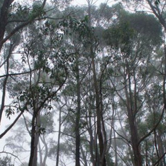 A Non-specific Tendency