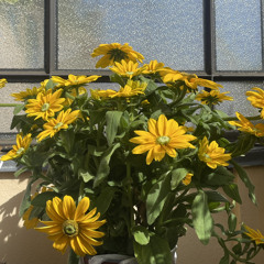 =} Pianogedudel•9•