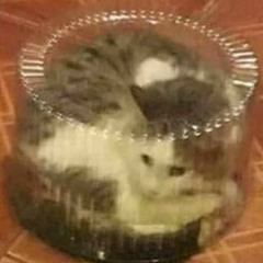missing kitty (nightcore / sped up)