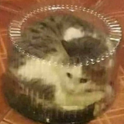 missing kitty (nightcore / sped up)