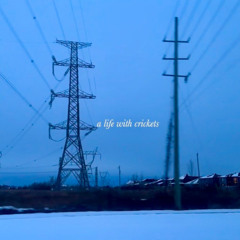 A life with crickets